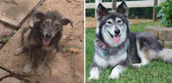 Вот 27 фото собак ″До″ и ″После″ их усыновления, которые растопят даже самое суровое сердце