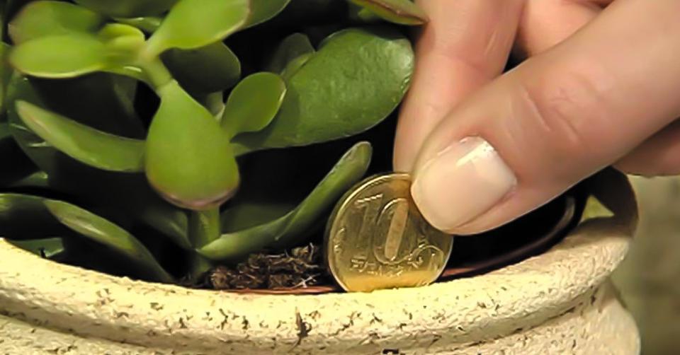 5 домашних растений, которые привлекают деньги