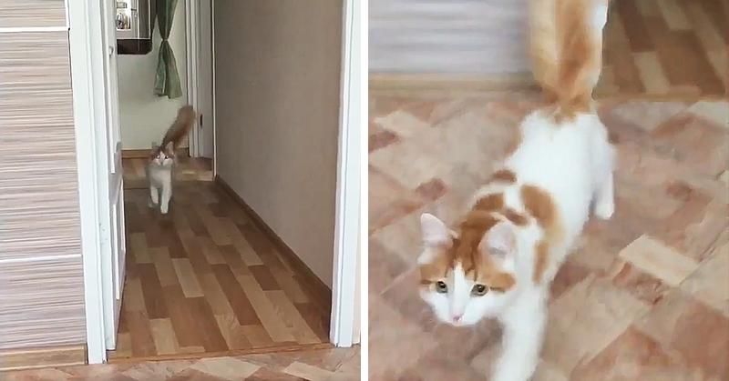 Этого кота зовут Ржавый. Но его хозяин опубликовал видео, которое доказывает, что он откликается на любые имена, даже если это Лысый, Вупсень или Олег