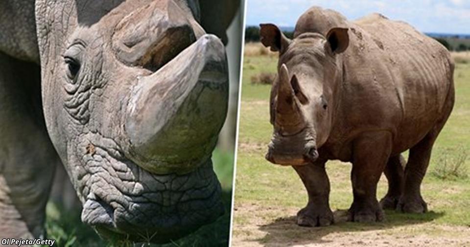 Умер последний белый носорог мужчина на Земле. Целому виду   конец