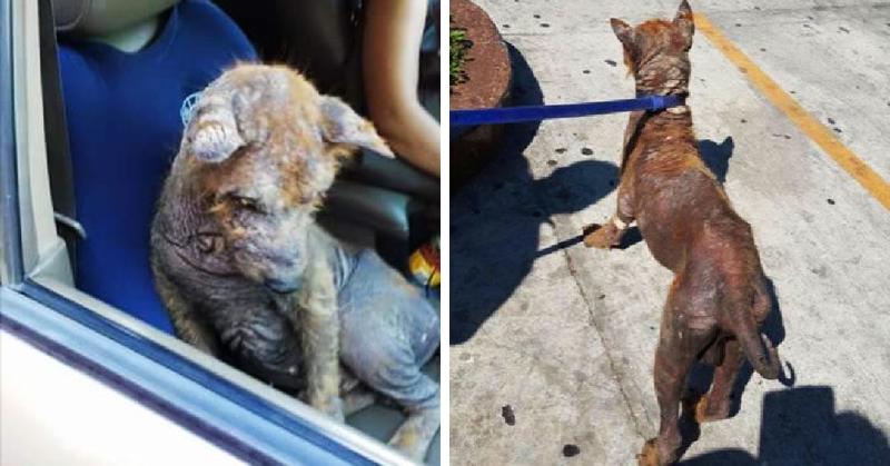 Женщина нашла под своей машиной напуганного лысого пса и решила спасти бедное животное. Спустя два месяца он превратился в шикарного пушистого красавца