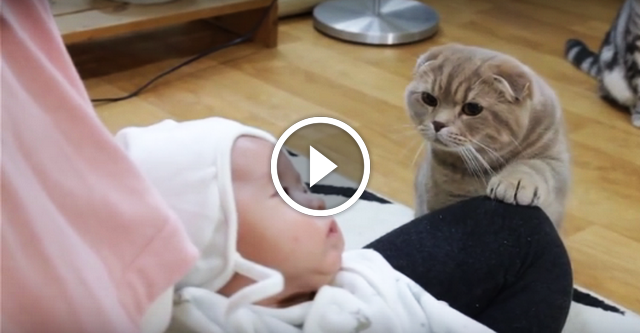 Котам показали новорожденного ребеночка. Их реакция вызовет у вас улыбку!