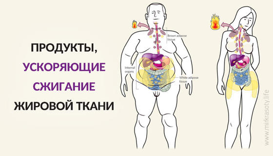 Продукты, ускоряющие сжигание жировой ткани: Диетологи назвали лучшие