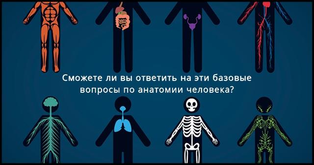 А вы можете ответить на вопросы по базовой анатомии человека?