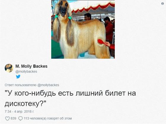 Девушка представила, что афганские гончие – это борзые в париках. И напридумывала шуточек