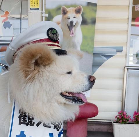 В Японии высокою должность отдали…псу. И это не шутка, а вполне обоснованное решение