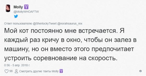 Мужчина ехал домой на машине и случайно встретил своего кота. Реакция питомца бесценна