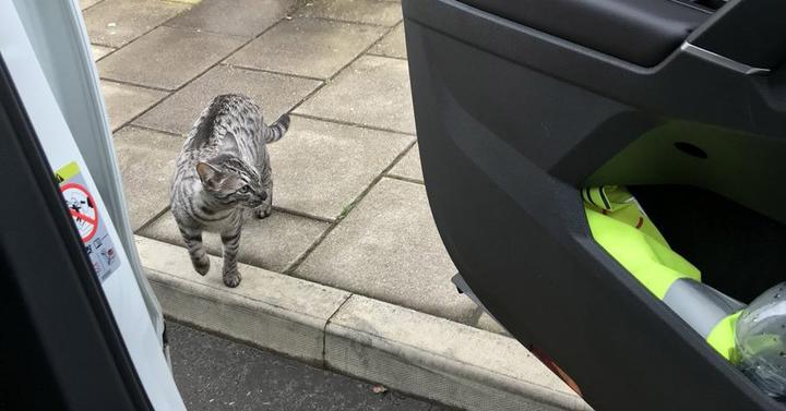 Мужчина ехал домой на машине и случайно встретил своего кота. Реакция питомца бесценна