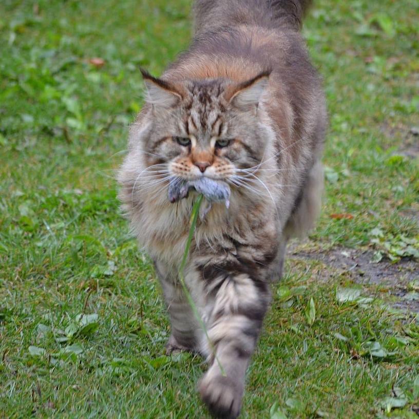 15 фотографий, которые доказывают, что у людей и мейн-кунов очень много общего