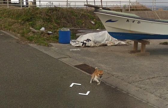 Пёс устроил забавную погоню за машиной Google Street View и «испортил» собой каждый кадр