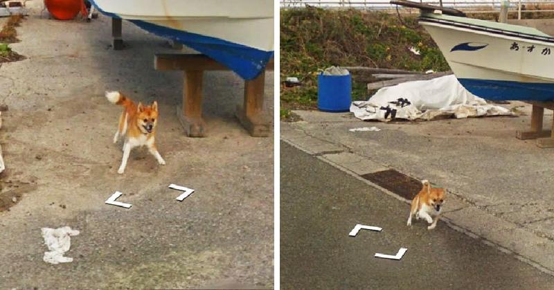 Пёс устроил забавную погоню за машиной Google Street View и «испортил» собой каждый кадр