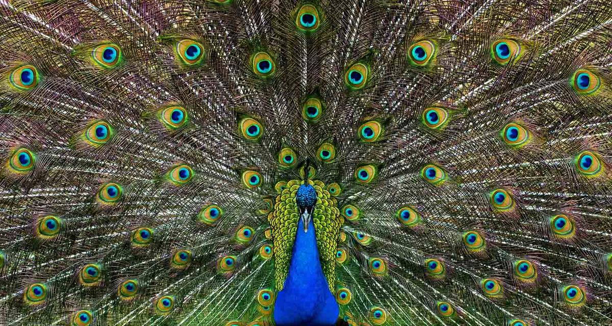Вот 10 самых красивых птиц планеты, о которых вы, скорее всего, даже не слышали! Вот так красавцы!