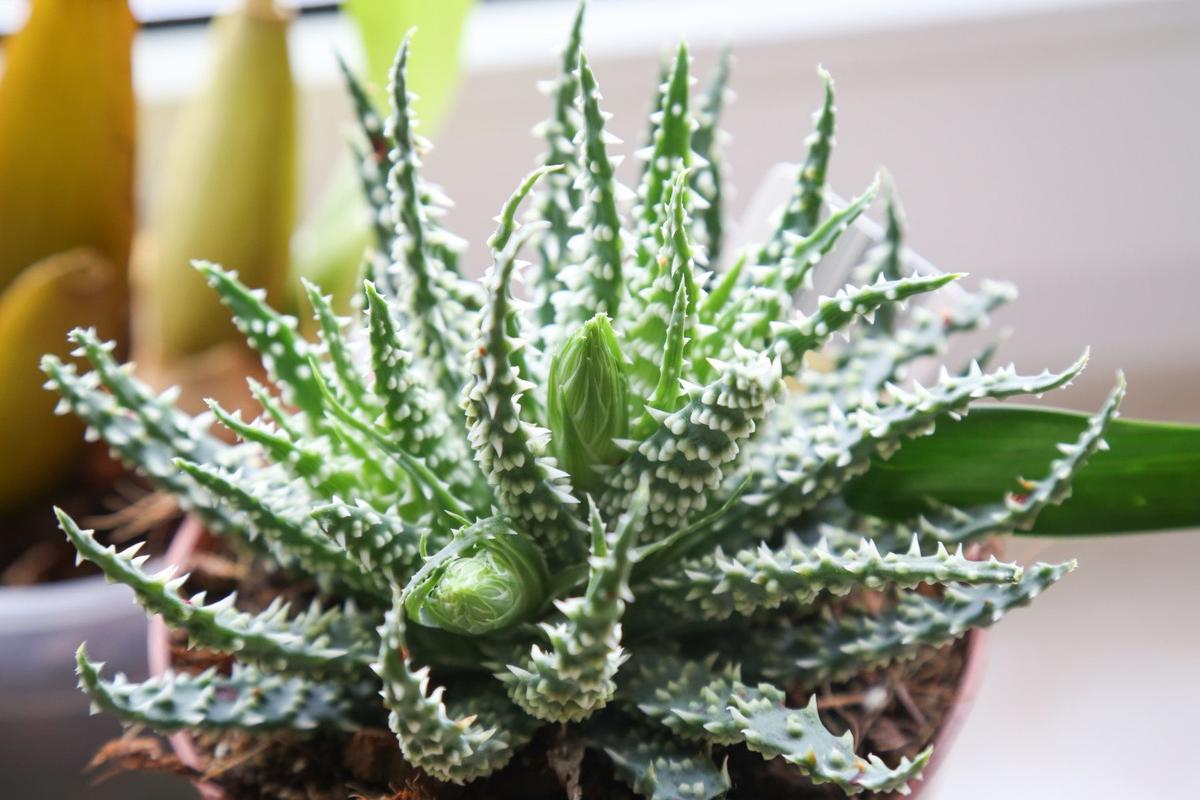 Вот 6 растений, которые помогут сохранить прохладу в доме Если кондиционер не для вас...
