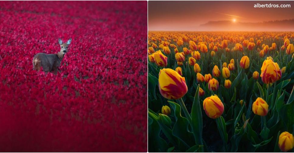 Фотки этих тюльпанов заставят вас приехать в мою страну   Нидерланды Это настолько красиво, что вы не поверите своим глазам!