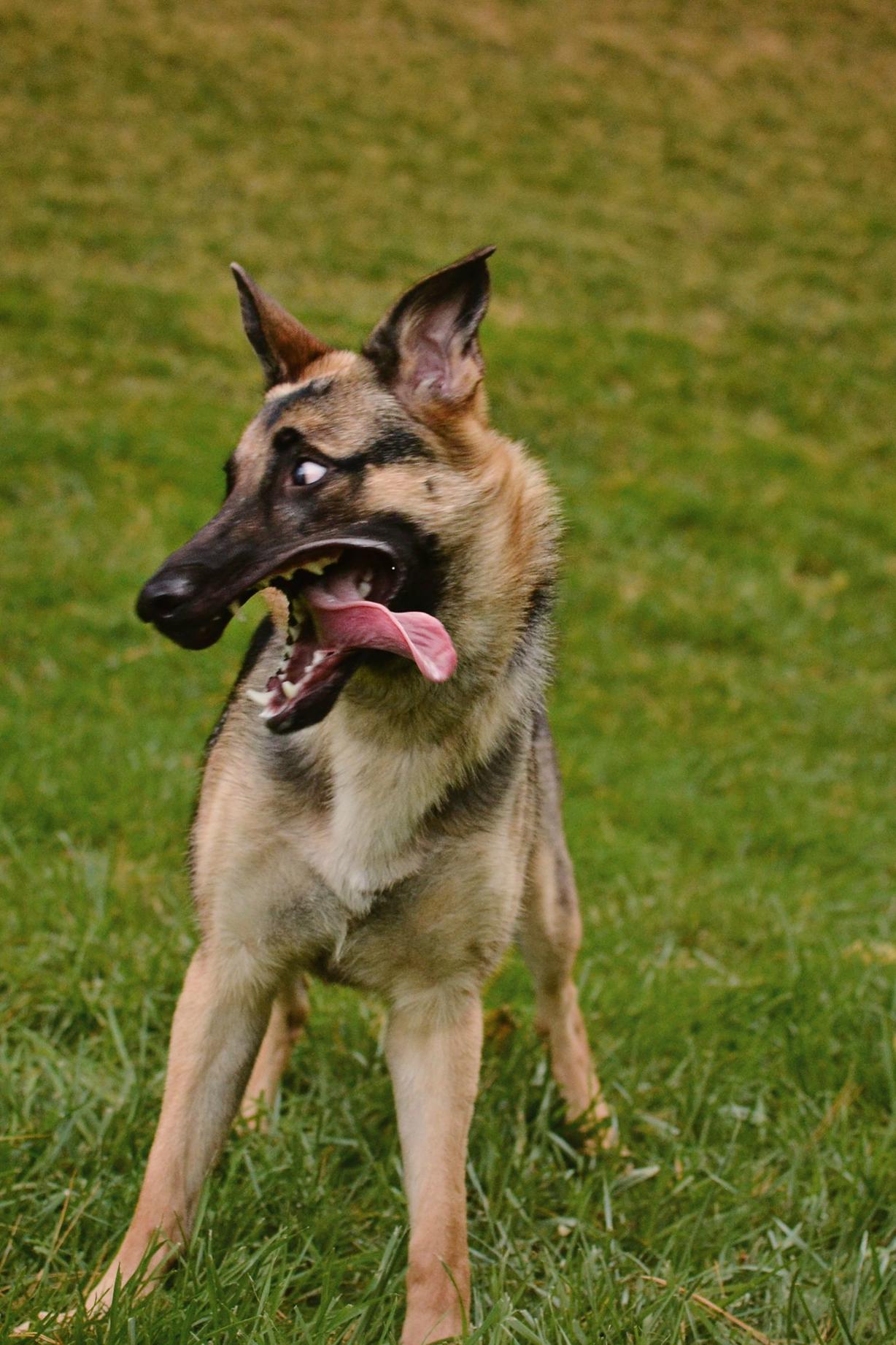 Немецкие овчарки — страшные-ужасные собаки! Вот 15 причин, почему Доказательства в фотографиях.