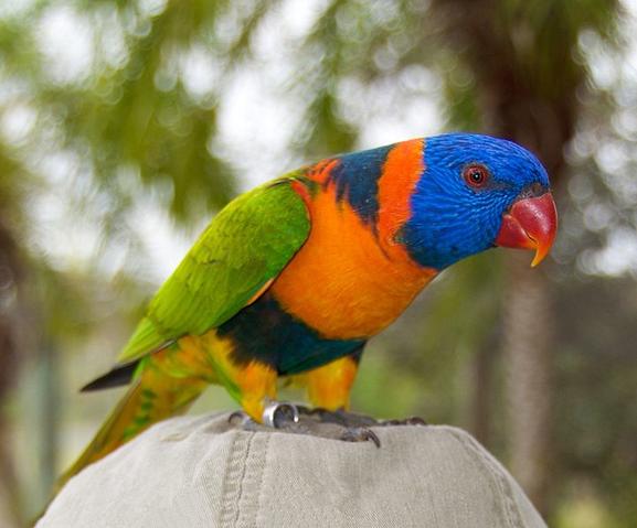 Вот 10 самых красивых птиц планеты, о которых вы, скорее всего, даже не слышали! Вот так красавцы!