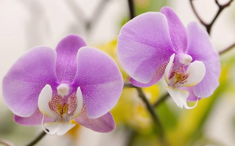 10 правил, чтобы орхидея цвела снова и снова. И каждый раз - все круче и круче! Ей нужен правильный уход - и все.