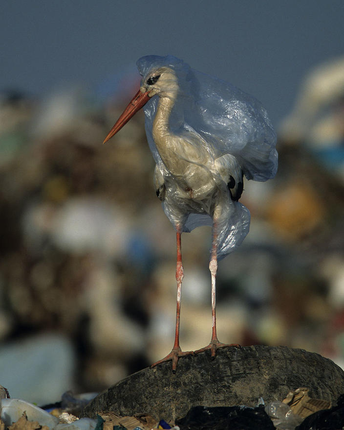 National Geographic показал, что с нашей планетой делает пластик. Содрогнулся весь мир!.. Это должен увидеть каждый!