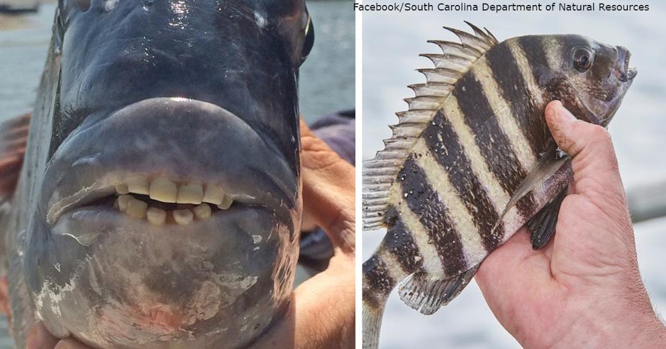 У этой рыбы   ″человеческие″ зубы, и она до ус..ачки напугала весь интернет! Вот самые интересные факты.