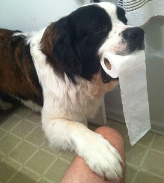 10 причин, почему собаки идут за вами даже в туалет и ванную Последний пункт - гениальный!