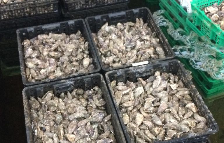 Во Франции запрещают устрицы и моллюски: В море слишком много токсинов! Тревожная статистика!