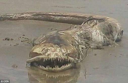 Морской змей или мертвый угорь? Это чудище нашли на мексиканском пляже! Туристы сбежали тут же!