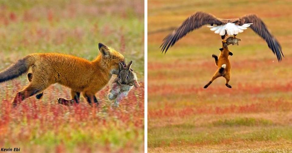 Вот просто невероятные фото битвы за еду между кроликом, лисой и орланом! Миллионы людей в шоке.