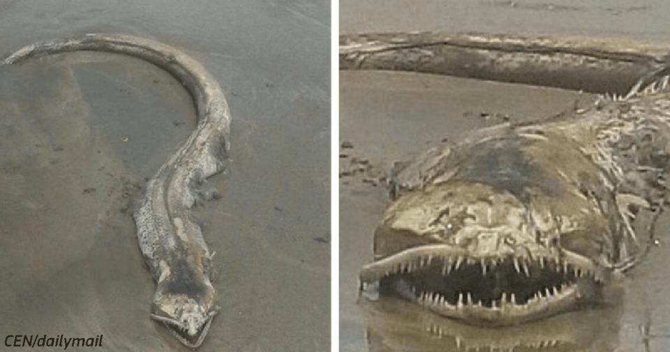 Морской змей или мертвый угорь? Это чудище нашли на мексиканском пляже! Туристы сбежали тут же!
