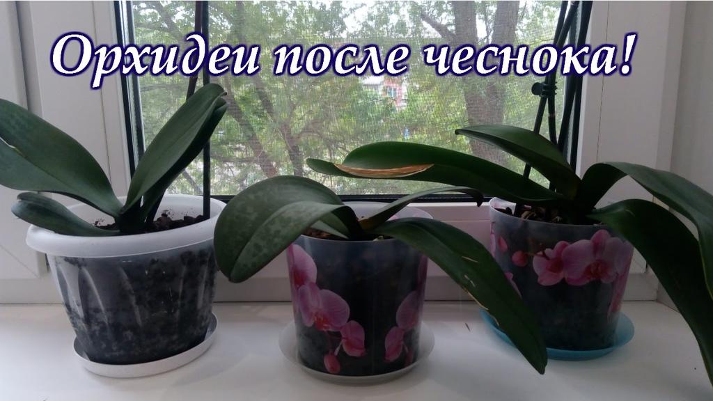 Чеснок спасение для орхидей