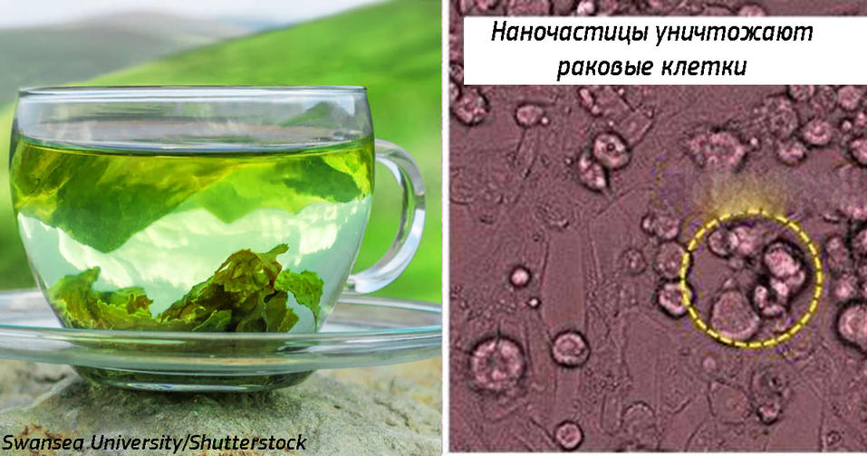 Наночастицы в листьях зеленого чая убивают рак в легких! Обнаружилось случайно... Новое открытие ученых.