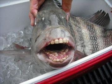 У этой рыбы - ″человеческие″ зубы, и она до ус..ачки напугала весь интернет! Вот самые интересные факты.