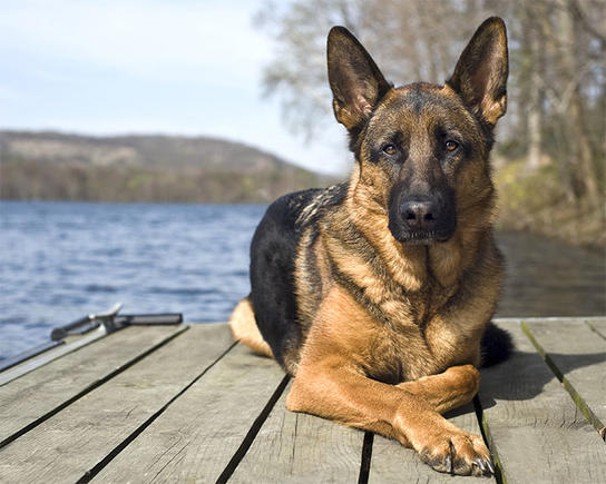 Немецкие овчарки — страшные-ужасные собаки! Вот 15 причин, почему Доказательства в фотографиях.