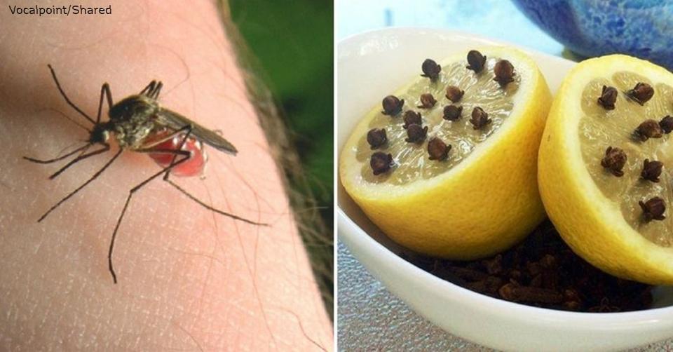12 природных способов действительно защитить себя от комаров Ставим точку!