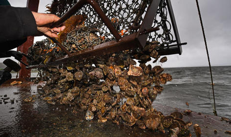 Во Франции запрещают устрицы и моллюски: В море слишком много токсинов! Тревожная статистика!