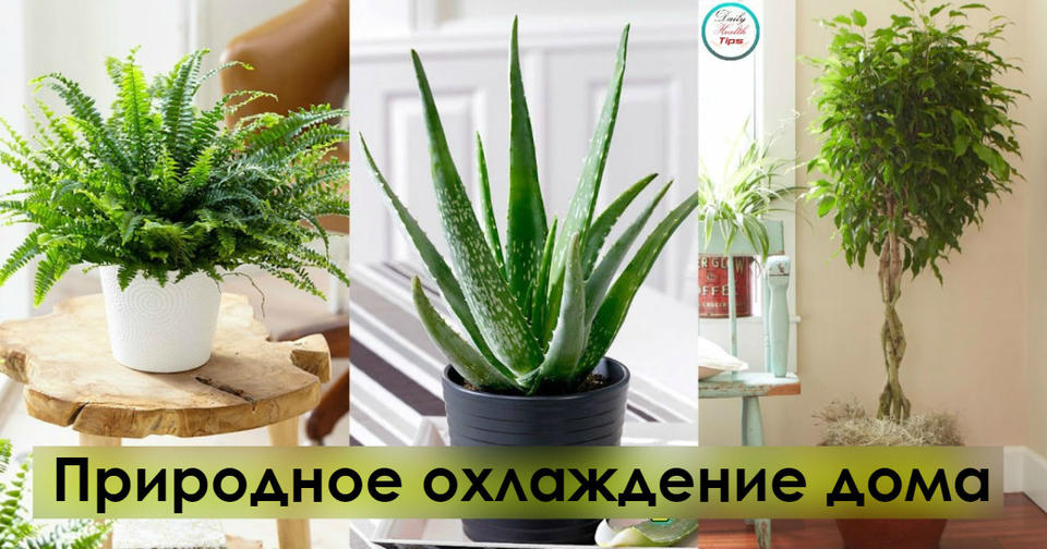 Вот 6 растений, которые помогут сохранить прохладу в доме Если кондиционер не для вас...