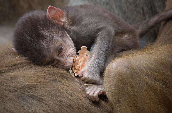 29 фото детенышей животных, которых раньше не видели 99% из нас Чарующая красота новой жизни.
