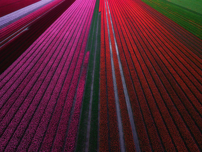 Фотки этих тюльпанов заставят вас приехать в мою страну - Нидерланды Это настолько красиво, что вы не поверите своим глазам!