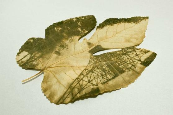 Японка печатает фотографии на листьях деревьев… Вот что получается Хм, такого еще не было!