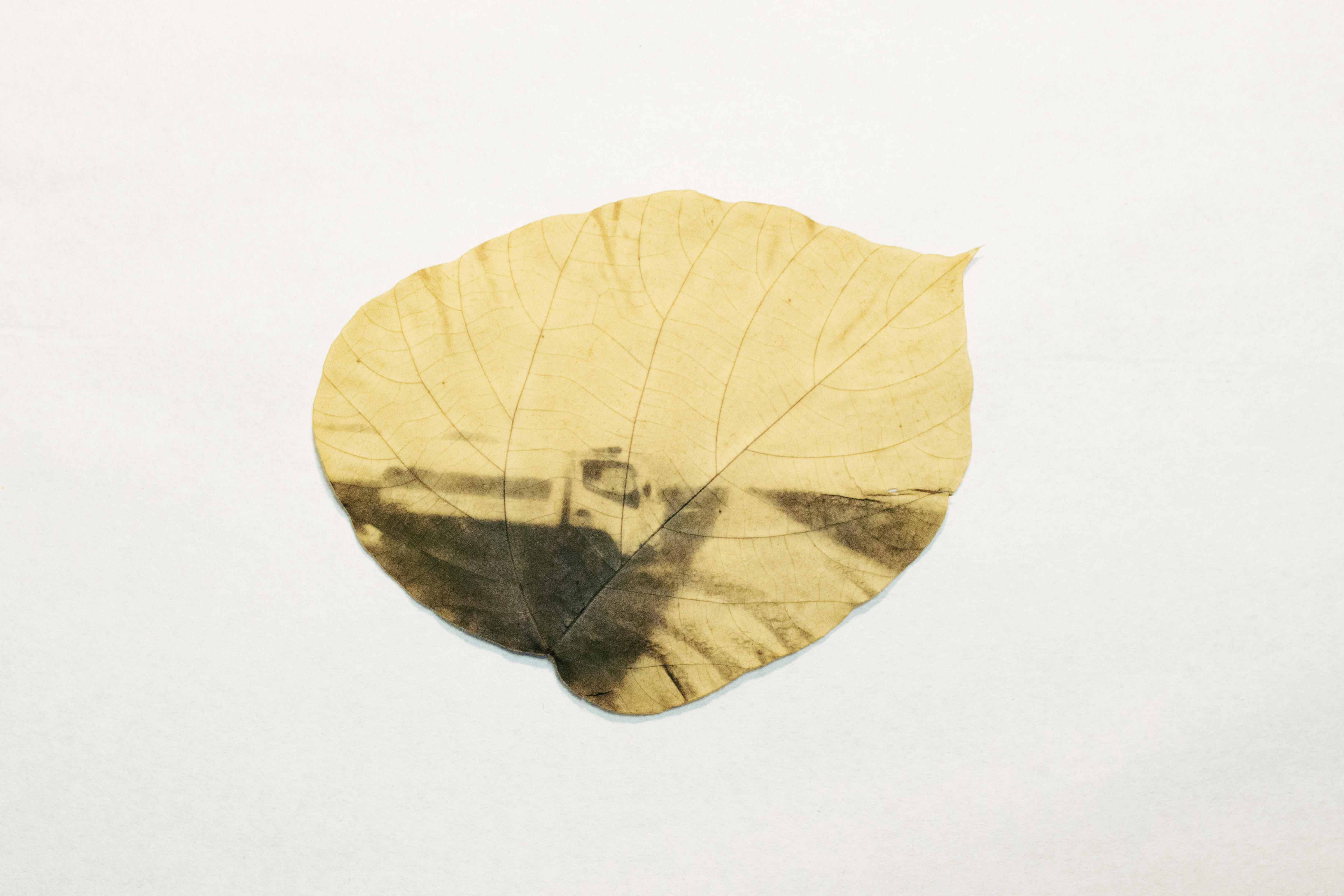 Японка печатает фотографии на листьях деревьев… Вот что получается Хм, такого еще не было!