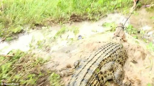 В Индонезии разъярённая толпа убила 300 крокодилов из-за желания мстить. Вот как все было И кто из них звери?