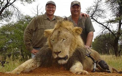 Браконьеры хотели убить и отпилить рога носорогу - но их съели львы! Мгновенная Карма в Южной Африке.