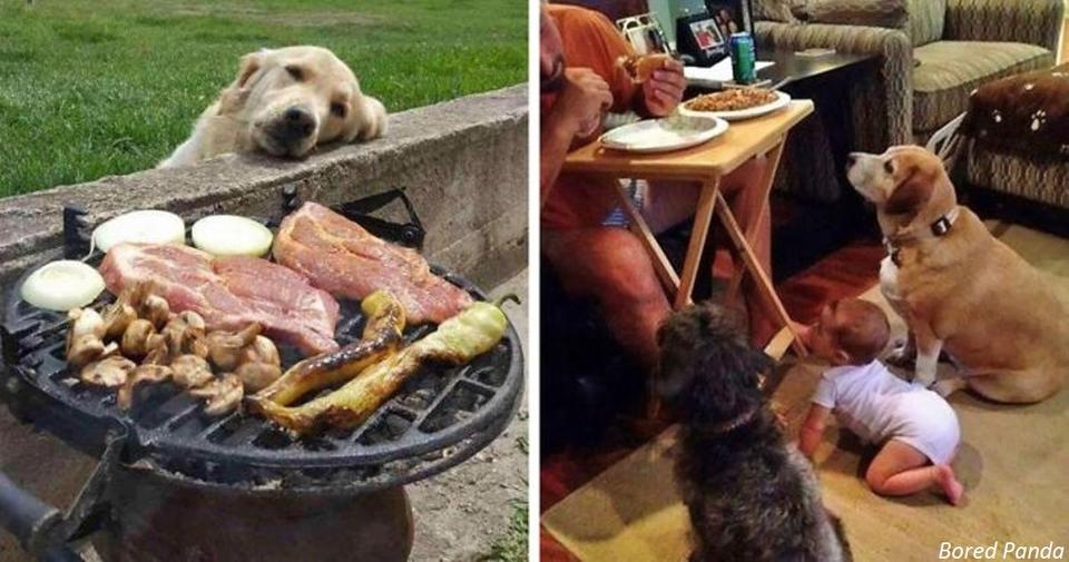 35 фото собак, которые выпрашивают еду ТАК, что вы отдадите им все! ″Ну дай, ну дай...″