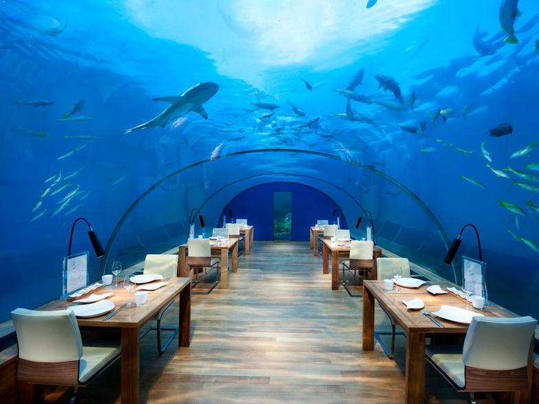 11 нереальных подводных ресторанов, хотя бы в одном из которых вы обязаны побывать Обед на пару с рыбами.