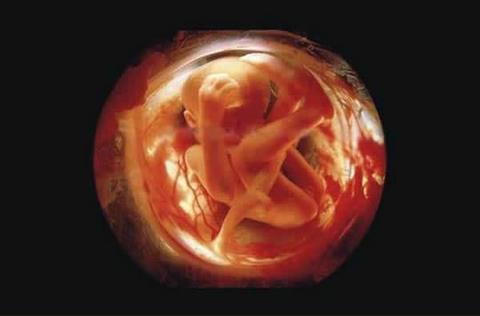 24 фото о том, что происходит внутри женщин все 9 месяцев беременности Волшебство, не иначе!