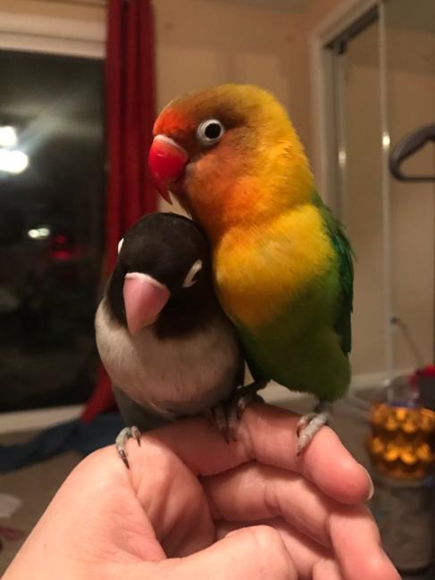 Эта история о птичьей любви доказывает, что даже у птиц бывают ″завышенные требования″ Потрясающе!