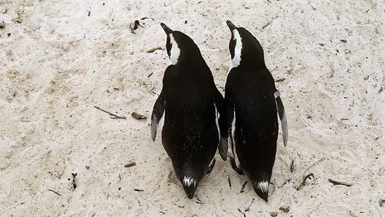 Два пингвина держатся ″за ручки″ и мило гуляют по пляжу. Совсем как люди! Вот видео.