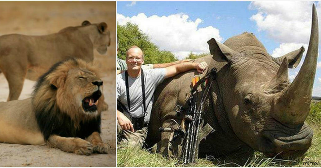 Браконьеры хотели убить и отпилить рога носорогу - но их съели львы! Мгновенная Карма в Южной Африке.