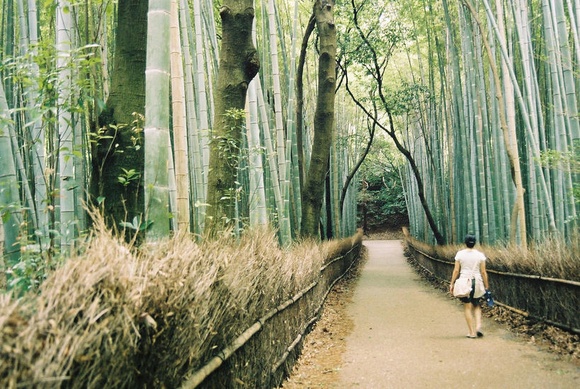 Японские врачи заставляют больных гулять по лесу! Вот почему Да-да, ногами, правой-левой!