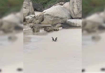 Два пингвина держатся ″за ручки″ и мило гуляют по пляжу. Совсем как люди! Вот видео.
