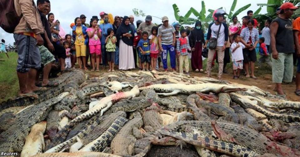 В Индонезии разъярённая толпа убила 300 крокодилов из за желания мстить. Вот как все было И кто из них звери?